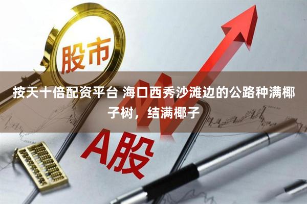 按天十倍配资平台 海口西秀沙滩边的公路种满椰子树，结满椰子